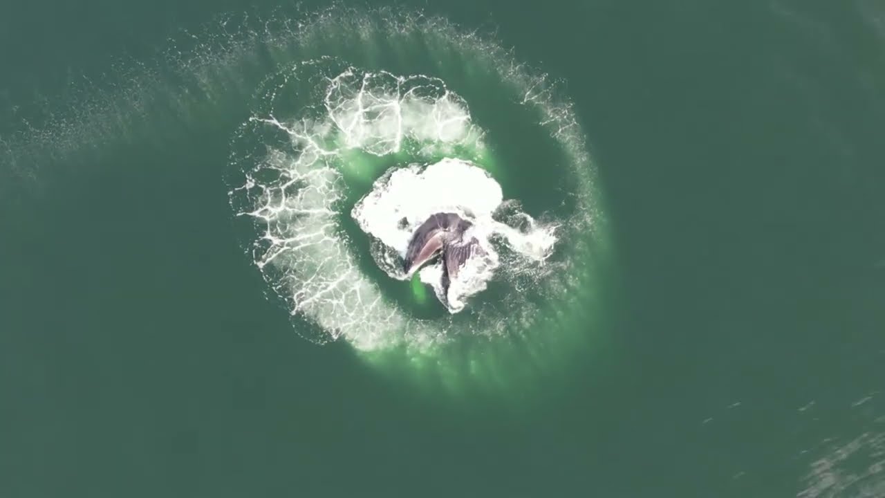 Humpback Whale Compilation Youtube