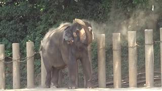 砂浴び中のアジアゾウ　千葉市動物公園　20180721　千葉県千葉市