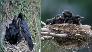 Crow parents feeding and caring their babies