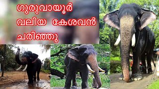 Guruvayoor   Valiya  Kesavan  |  ഗുരുവായൂര്‍ വലിയ കേശവന്‍ ചരിഞ്ഞു.