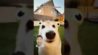 POV KALAU DENGER GENCANA #funny #pets #comedy #shorts