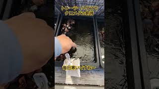 トレーラーハウスでクロメダカ飼育