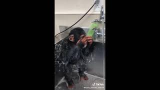 Rare footage! Chimpanzee having a shower!