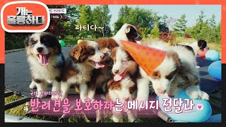 반려견을 위한 특별한 날, 세상 모든 반려견을 즐겁게 하기 위한 날 [개는 훌륭하다/Dogs Are Incredible] | KBS 230313 방송