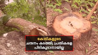 2 വര്‍ഷത്തിനിടെ കടത്തിയത് കോടികളുടെ ചന്ദന മരങ്ങൾ; പ്രതികളും തൊണ്ടി മുതലും ഇല്ല