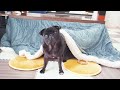 パグが吸い込まれる恐ろしいこたつの季節がやってきました。the dreaded kotatsu season when pugs get sucked in is upon us.【パグ、pug】