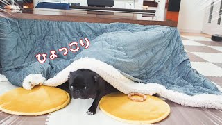 パグが吸い込まれる恐ろしいこたつの季節がやってきました。The dreaded kotatsu season, when pugs get sucked in, is upon us.【パグ、pug】