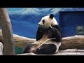 20151028 圓仔啃竹子 the giant panda yuan zai @taipei zoo