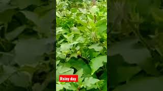 brinjal cultivation