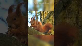 uniqueness in squirrel animal #shorts #animal #