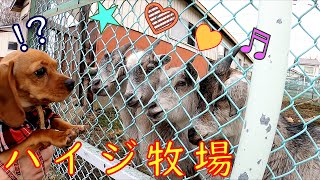 ハイジ牧場🐾ウッディ散歩