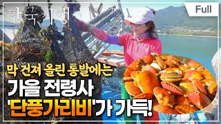 [Full] 한국기행 - 불타오르네 제5부 바닷속 단풍 구경 가리비