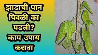 झाडाची पान पिवळी पडतात | माझी बाग 42 | why leaves turn yellow | खिळे का खोचावे | iron deficiency