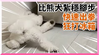 比熊犬對冰箱紮穩腳步、毛手狂揍！　網笑：葉問練功？｜寵物｜狗｜練武功｜精選影片