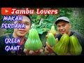 MAKAN PERDANA BUAH JAMBU AIR GREEN GIANT