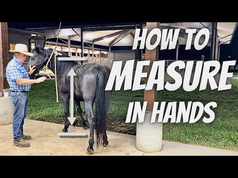 What is 146 cm in horse hands?