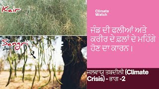 ਜਲਵਾਯੂ ਤਬਦੀਲੀ (Climate Crisis) - ਭਾਗ -2 ਜੰਡ  ਦੀ ਫਲੀਆਂ ਅਤੇ ਕਰੀਰ ਦੇ ਫ਼ਲਾਂ ਦੇ ਮਹਿੰਗੇ ਹੋਣ ਦਾ ਕਾਰਨ।