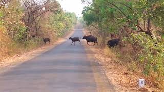 रान गवा राधानगरी |land of gaur |गवा |radhanagari wild life sanctuary |गवा रेडा |