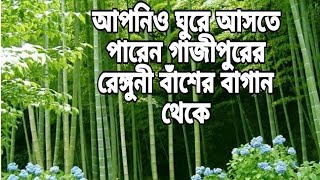 গাজীপুরের শ্রীপুরে অবস্থিত বিশাল আকৃতির রেঙ্গুনী বাঁশের বাগান। আপনি ও ঘুরে আসতে পারেন।