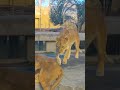 メスライオンが雄ライオンに求愛するが雄ライオンはめんどくさかった female lion courts a male lion but the male lion is troublesome.