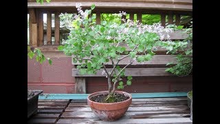 Lilacs make great Bonsai