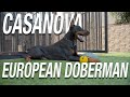 CASANOVA: EUROPEAN DOBERMAN STUD