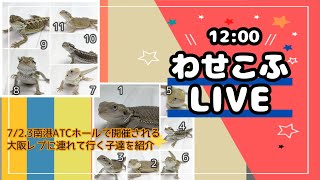 わせこふLIVE#109　大阪レプタイルズフィーバーに連れて行く子の紹介