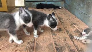 かわいい！宮城蔵王キツネ村の子ギツネたち！Japan zao fox village