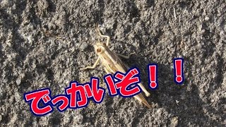 でっかいバッタ・ツチイナゴ発見！！～12月・薩埵峠にて～