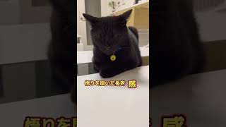 【黒猫】悟りを開いた長老感    #shorts #cat #猫 #保護猫 #デブ猫 #黒猫