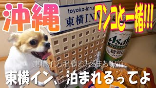 東横インにワンコと泊まってみた。【東横イン】【沖縄旅行】【犬】【ペット可】【ホテル】