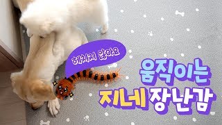 움직이는 지네 장난감을 본 강아지의 반응은? 🐕