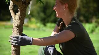 Ausbildungsberuf als Gärtner:in Garten- und Landschaftsbau