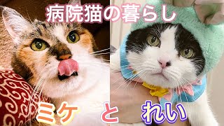 癒し担当！病院猫ミケとれいちゃんの病院での風景【一部閲覧注意】