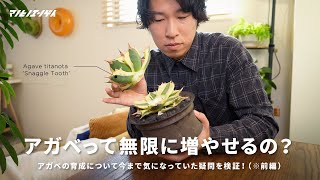 もしかしてアガベって無限に増やせる？2度目の胴切りに挑戦！｜チタノタ｜多肉植物｜Agave