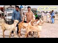 Madrasa bakra Mandi update /top quality ke bacche / 6 Jul 2024 / makhi chena / gillani goat farm