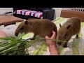 capybaras enjoying their favorite snack