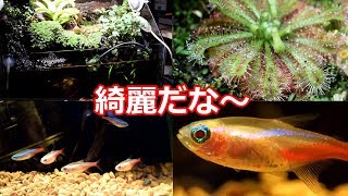 断面を確認！食虫植物園水槽【テラリウム】