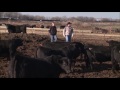 top quality bulls at mccurry angus