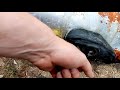 Jaguar xj40 xj6 how to remove petrol tank