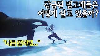 점순이네 동물기 40화 : 감금된 범고래와 야생의 범고래의 차이