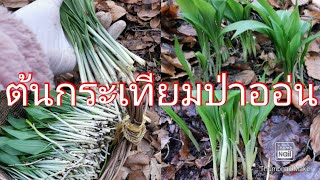 🙏🌱เก็บ​กระเทียม​ป่า​หลัง​เลิกงาน​ต้นกะลังอวบอ้วน​สวยๆ​🤩25/02/2023