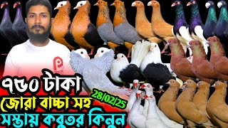 মাত্র ৭৫০ টাকা জোরা কবুতর কিনুন || ডিম বাচ্চা সহ ফেন্সি কবুতর কিনুন || সবচেয়ে কম দামে কবুতর বিক্রি