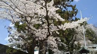 仙台の桜2020 青葉神社の桜