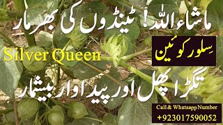 Silver Queen Cotton Crop Progress | ٹینڈوں کی بھرمار