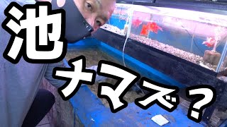 【関西の熱帯魚屋】池に巨大ナマズが泳いでる凄いお店