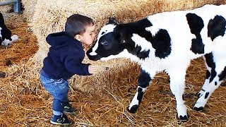 El momento más divertido entre bebés y vaca #2 🐮👶 Compilación de bebés divertidos