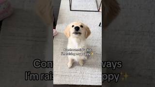 Controversial ways I’m raising my puppy🫢 #dogs #dogshorts #puppy #puppies #goldenretriever #cutedog