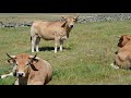 aubrac cattle gourmet grass fed beef