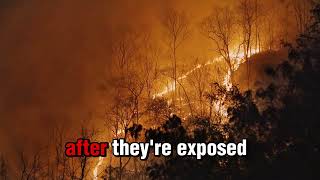 10 Wildfire Facts You’ve Never Heard Before'